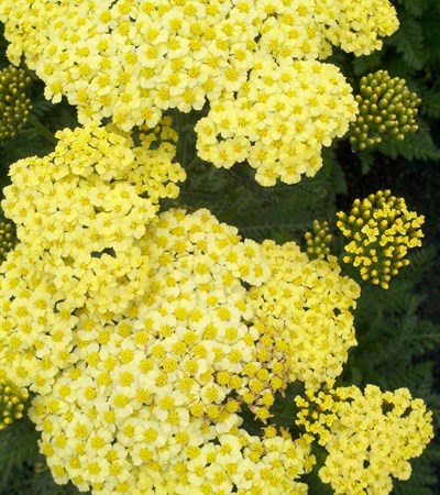 Yarrow Sunny Seduction
